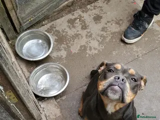 Olde English Bulldogge dogs Olde english bulldog in Walsall - Advert 1