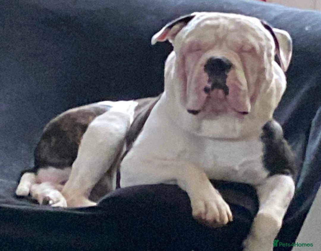 Alapaha Blue Blood Bulldog dogs for sale: Alpha bulldog - Image 3