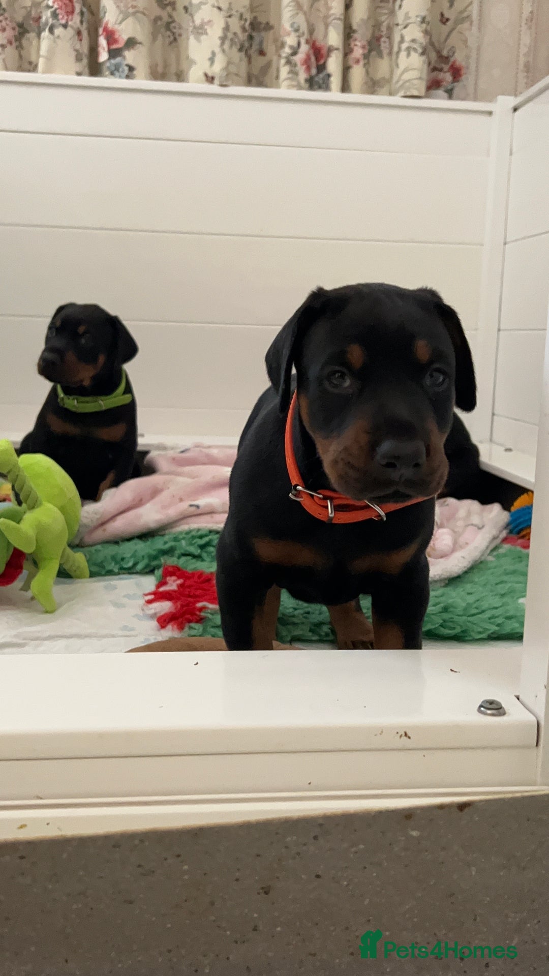 Dobermann dogs for sale: Doberman puppies  - Advert 6