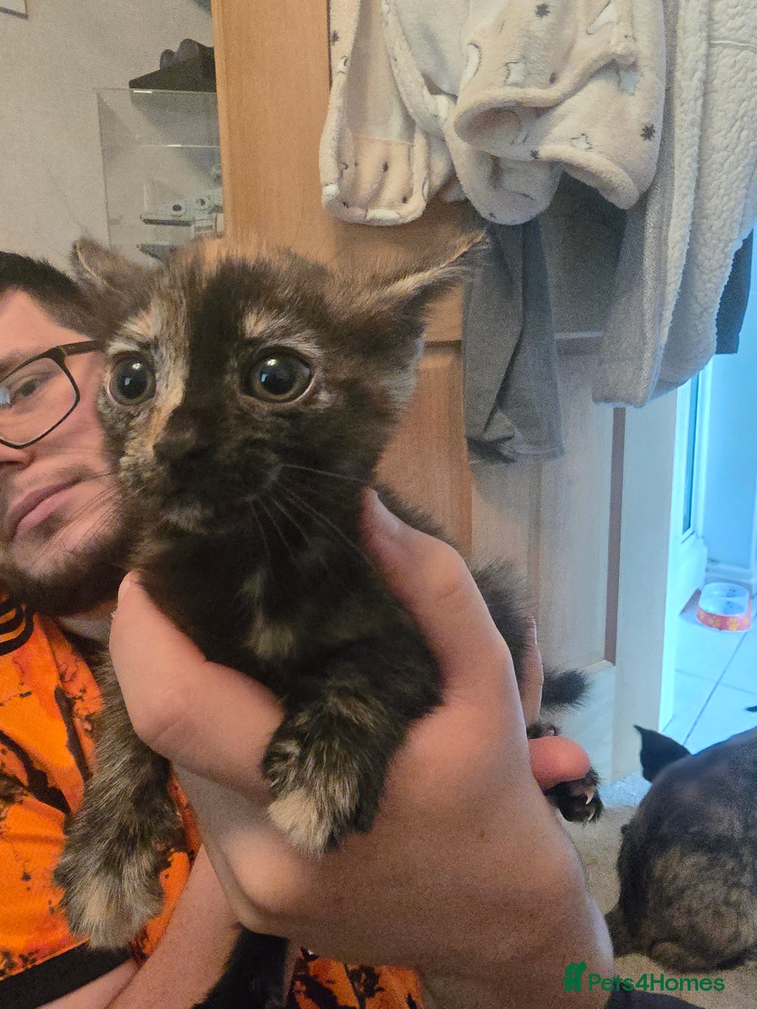 Mixed Breed cats for sale: Mixed breed kittens - Image 2
