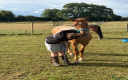 New Forest horses for sale: Warrior - Image 2