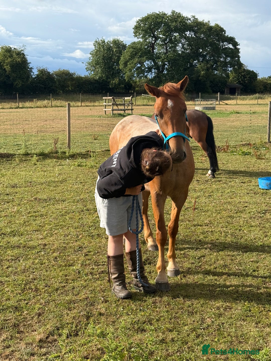 New Forest horses for sale: Warrior - Image 2