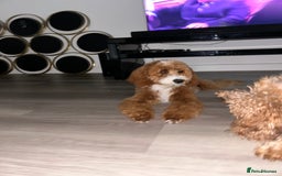 Cavapoo dogs for sale: 5 month old Trained stunning Cavapoo  - Image 4
