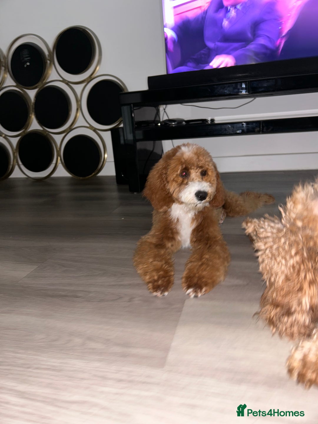 Cavapoo dogs for sale: 5 month old Trained stunning Cavapoo  - Image 4