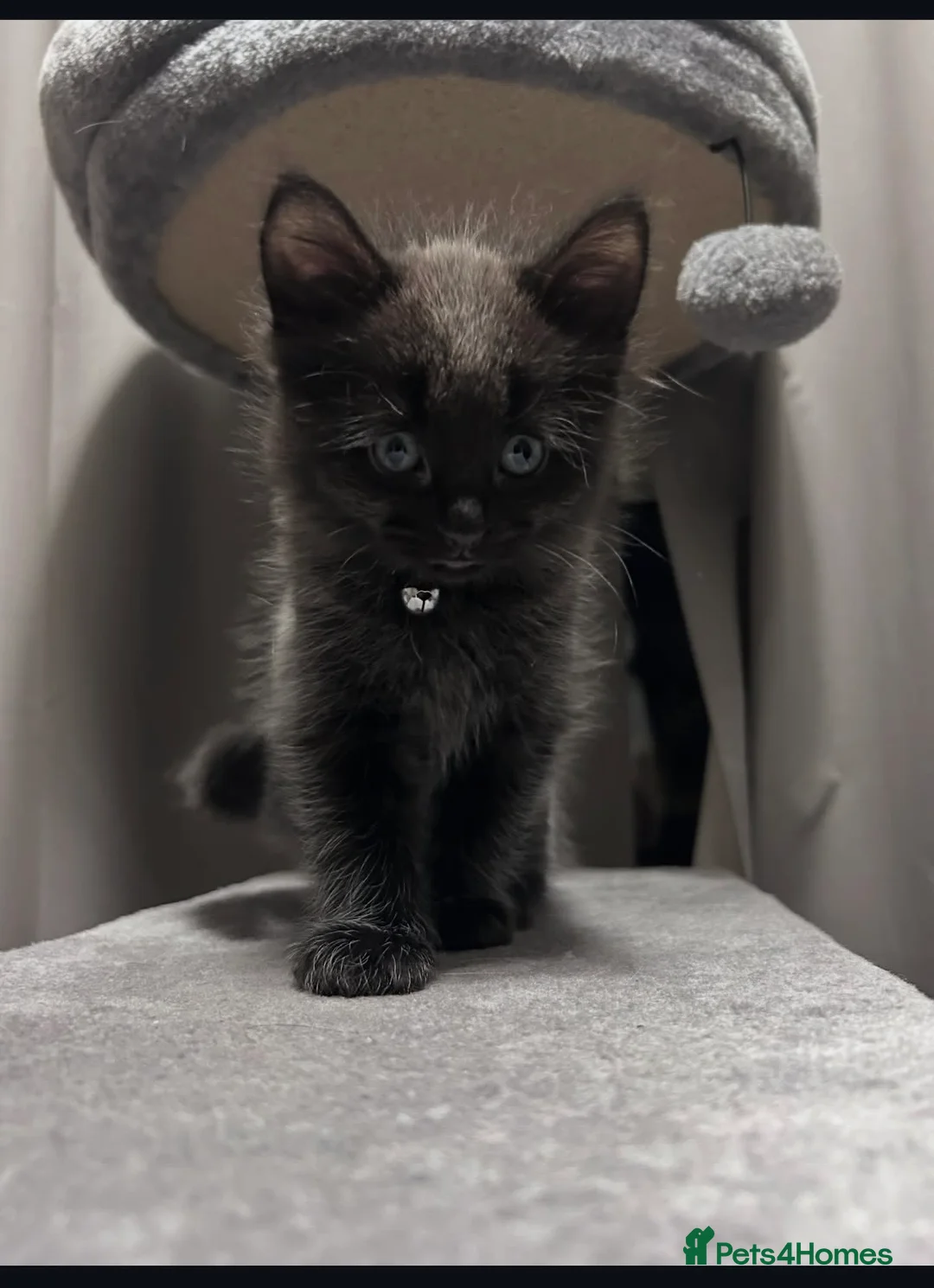 Mixed Breed cats for sale: 2 male kittens - Advert 11