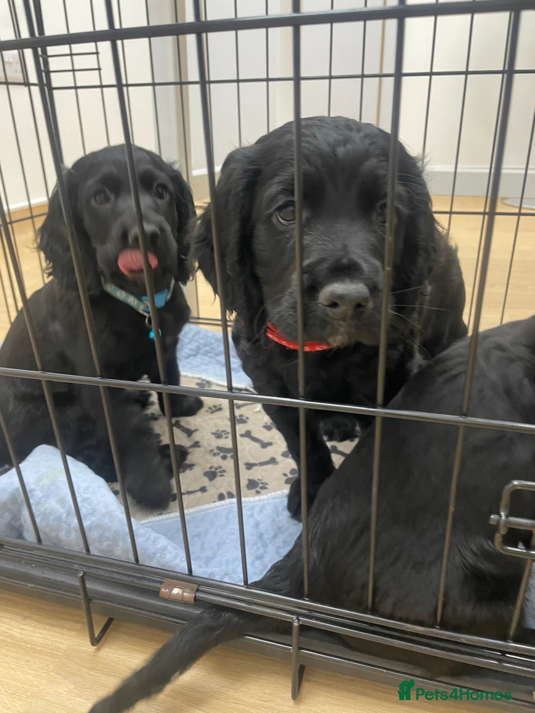 Cocker Spaniel dogs for sale: Cocker Spaniel males - Advert 2