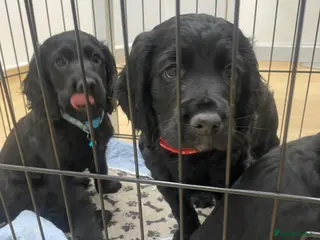 Cocker Spaniel dogs Cocker Spaniel males - Advert 4