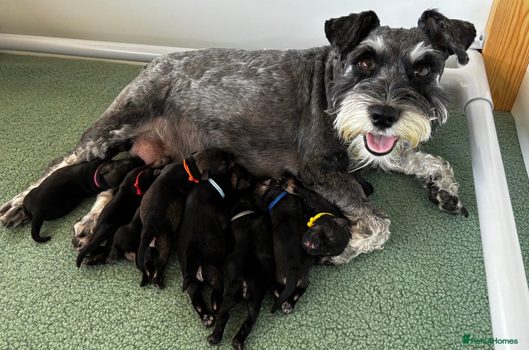 Miniature Schnauzer dogs for sale: Pure bred Miniature Schnauzers Puppies - Image 13