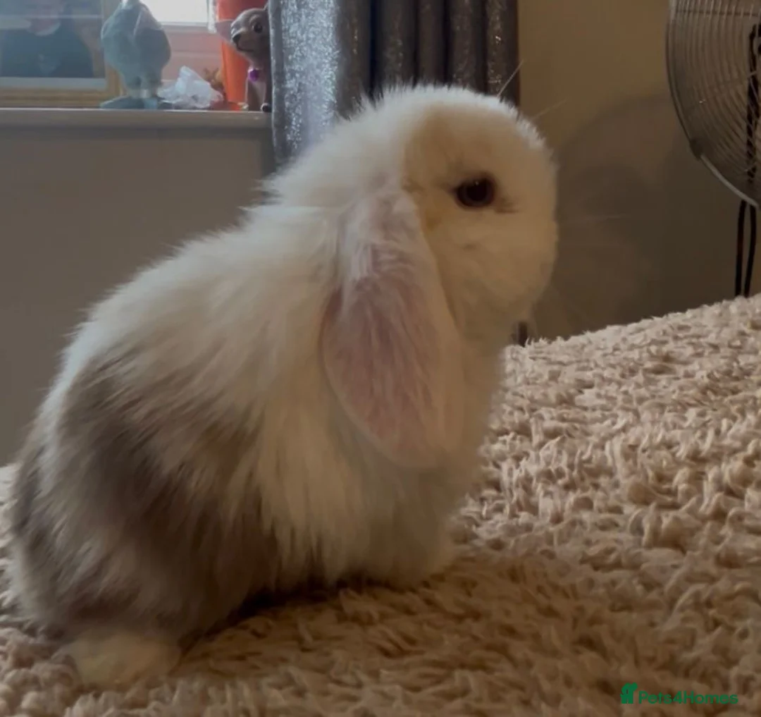Mini Lop rabbits for sale: PEDIGREE MINI LOP BABIES READY TO RESERVE  - Advert 13