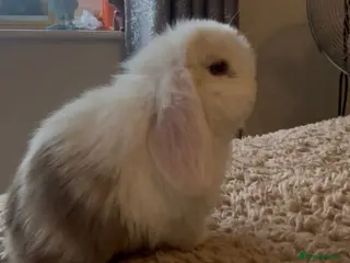 Mini Lop rabbits PEDIGREE MINI LOP BABIES READY TO RESERVE - Advert 13