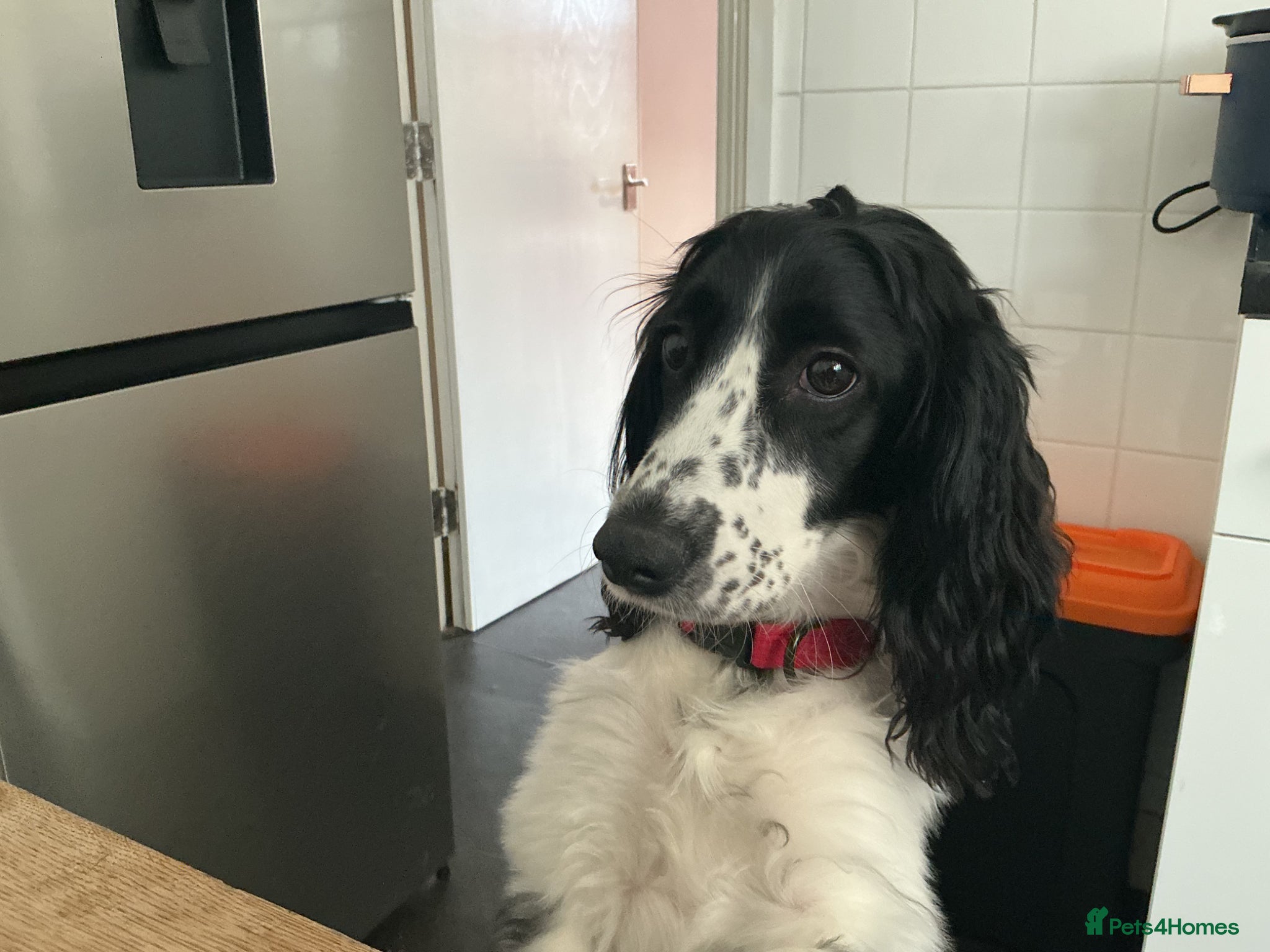 Cocker Spaniel dogs Black and white female cocker spaniel  - Advert 3