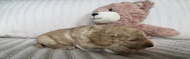 Cockapoo 1