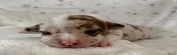 Chihuahua dogs for sale: Beautiful Chihuahua Puppies Raised in Loving Home - Advert 9