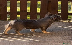 French Bulldog dogs for sale: Fluffy french bulldog  - Image 5