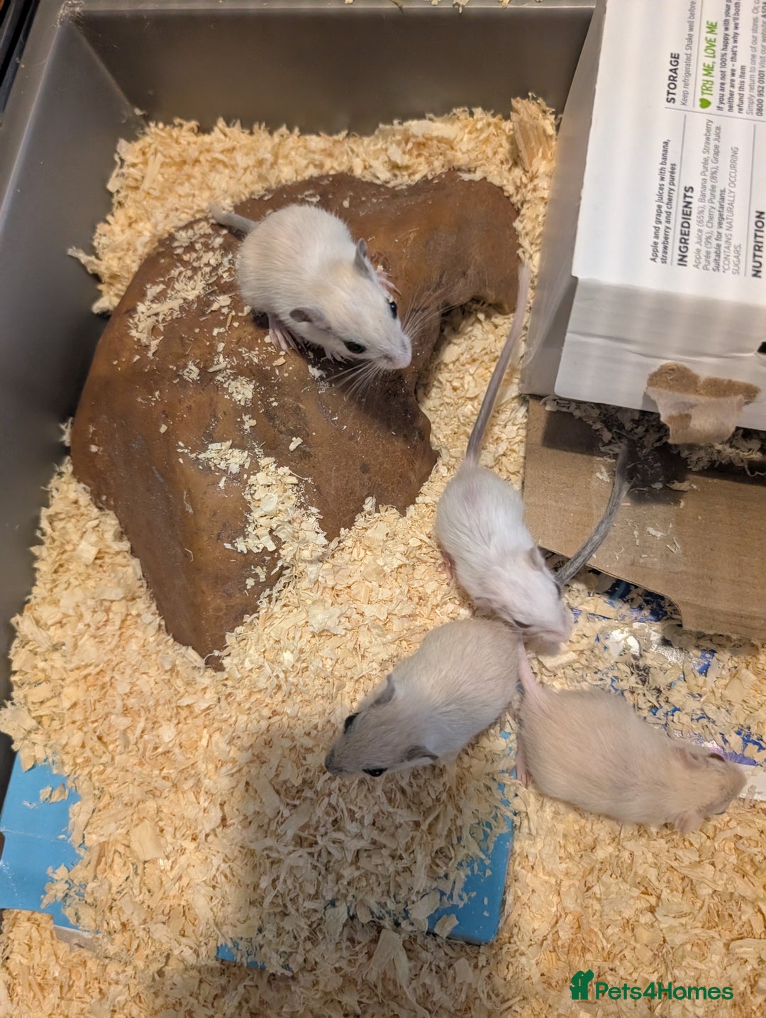 Gerbil rodents for sale: Baby gerbils mixed sex - Image 6