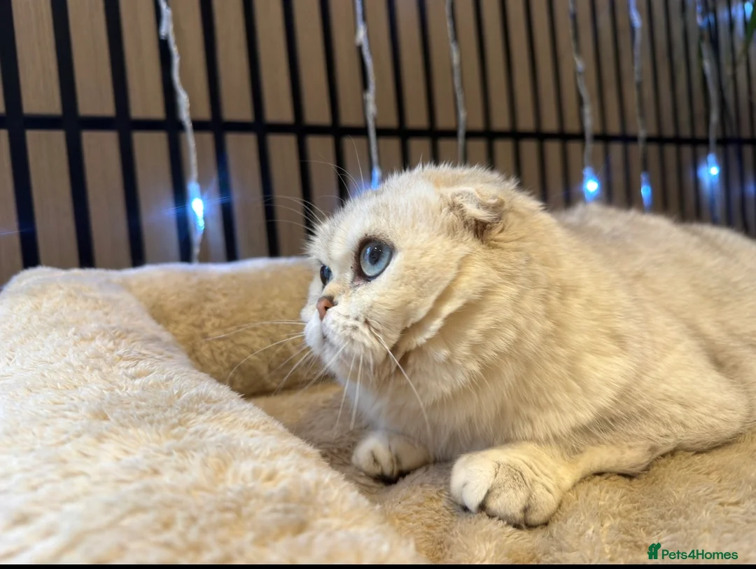 Scottish Fold cats for sale: Chinchilla Queen for sale - Advert 1