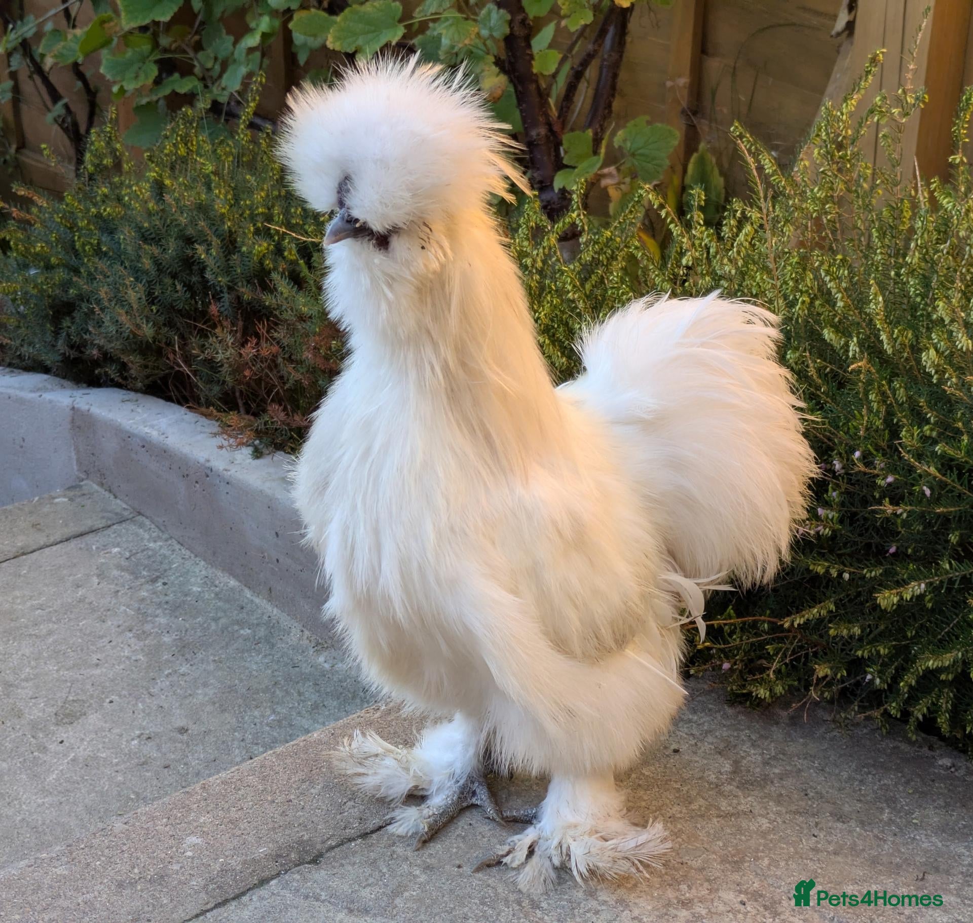 Chickens poultry Young Silkie Cockerel Looking for a New Flock! - Advert 1