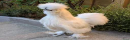 Chickens poultry for sale: Young Silkie Cockerel Looking for a New Flock! in Oswestry - Advert 1
