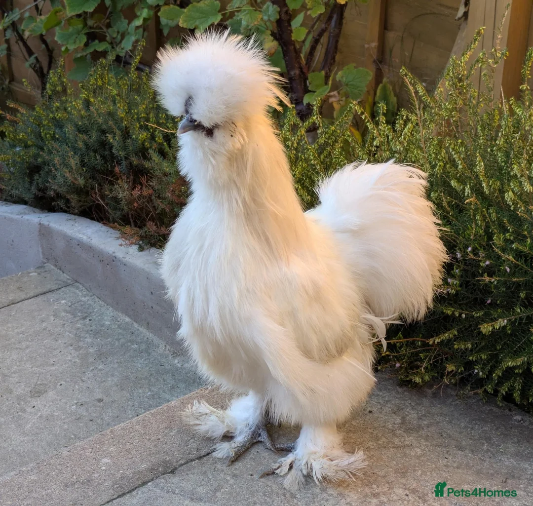 Chickens poultry for sale: Young Silkie Cockerel Looking for a New Flock! in Oswestry - Advert 1