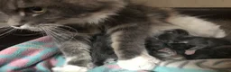 Maine Coon cats for sale: Stunning Maine coon x kitten  - Advert 19