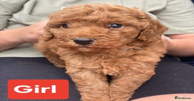 Cockapoo dogs - Advert 7
