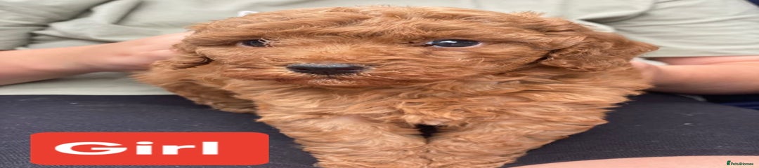 Cockapoo Puppy 5