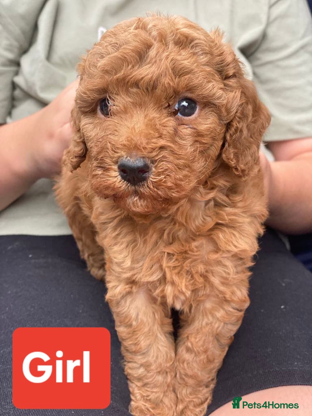 Cockapoo dogs for sale: Miniature cockapoo  - Image 3
