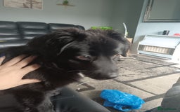 Mixed Breed dogs for sale: 9 month old puppy  - Image 2