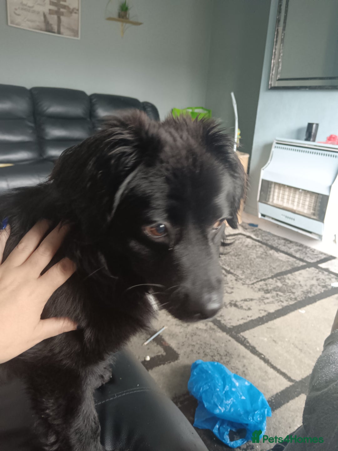 Mixed Breed dogs for sale: 9 month old puppy  - Image 2