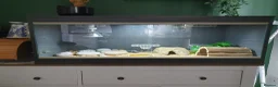Leopard Gecko reptiles for sale: Zip the leopard gecko in Exeter - Advert 5