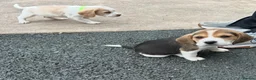 Beagle dogs for sale: Quality Foot Beagle Puppies - Advert 5