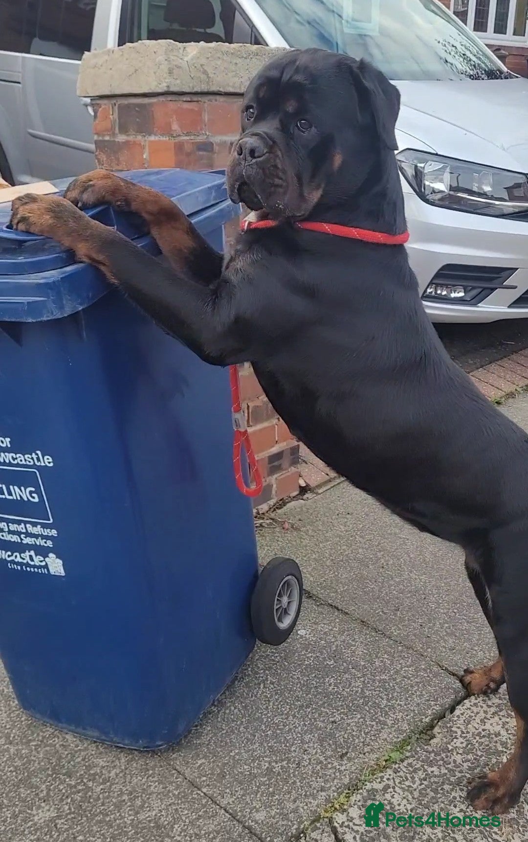 Rottweiler dogs for sale: Giant rottweiler pups,bred 4 size/health/temprment - Advert 14