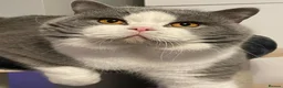 British Shorthair cats for sale: Stunning British Shorthair kittens  - Advert 25
