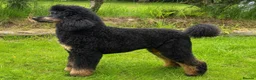Goldendoodle dogs for sale: F1BB Goldendoodles - Advert 10