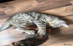 Mixed Breed cats for sale: Crossed BENGALS  - Image 23