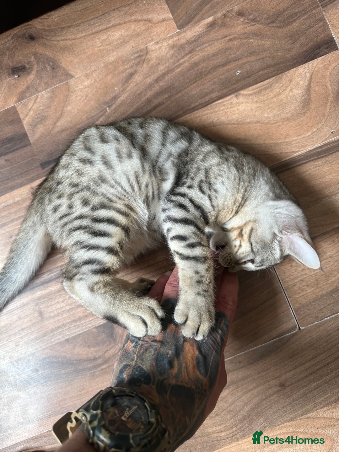 Mixed Breed cats for sale: Crossed BENGALS  - Image 23