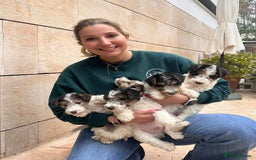 Fox Terrier dogs for sale: Adorable Wire Fox Terrier Puppies for Sale! - Image 7