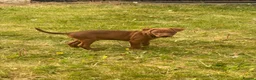 Mixed Breed dogs for sale: Patterdale x Wheaton - Advert 8