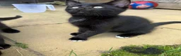 Ragdoll cats for sale: 2 Gorgeous Ragdoll x BSH boys ready now! in Newquay - Advert 9