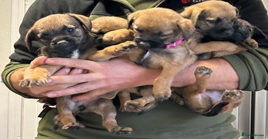 Border Terrier dogs - Advert 1