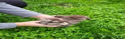 Mini Lop rabbits for sale: Mini lops - Advert 10