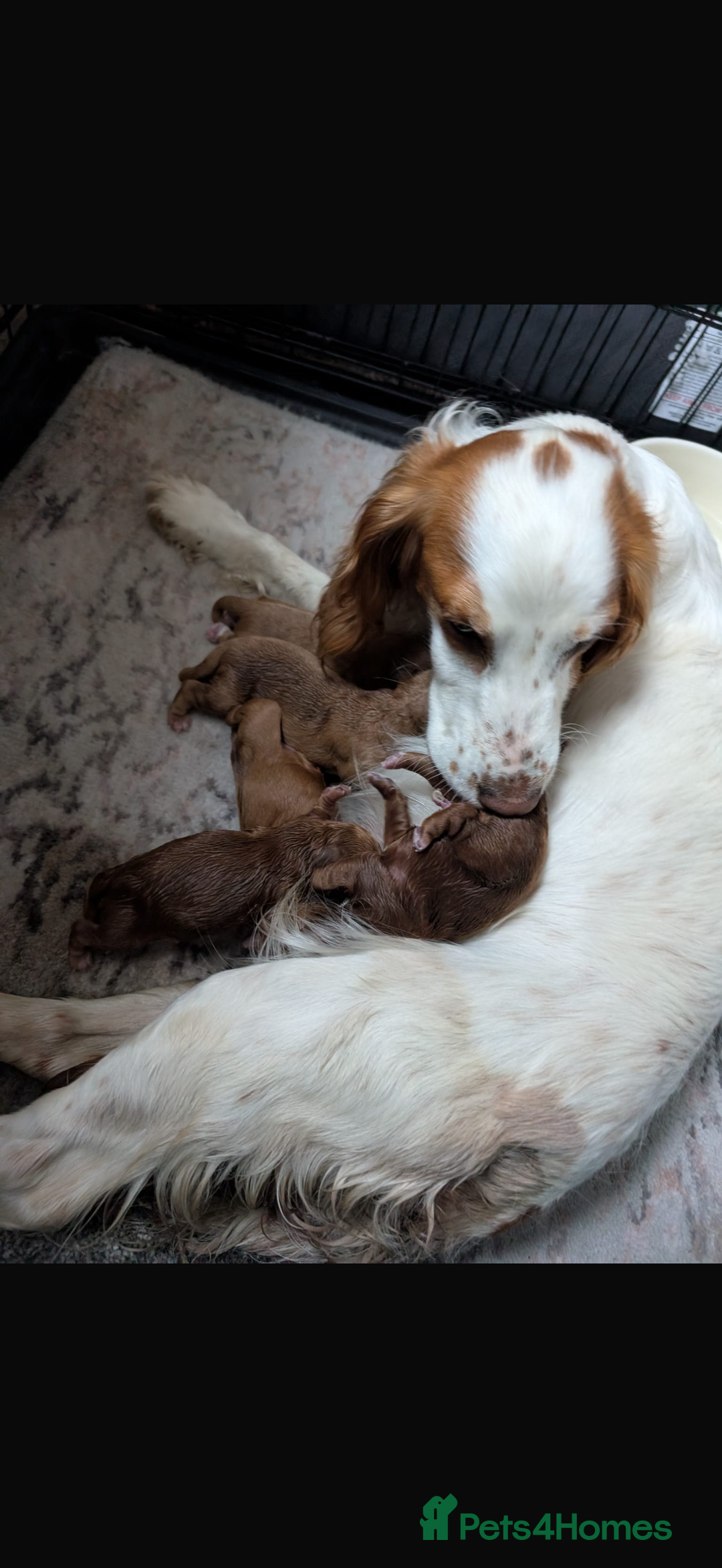 Cockapoo dogs for sale: Cockerpoo pups for sale in Witham - Image 1