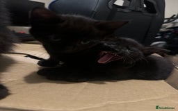British Longhair cats for sale: 4 all black girls looking for forever home - Image 4