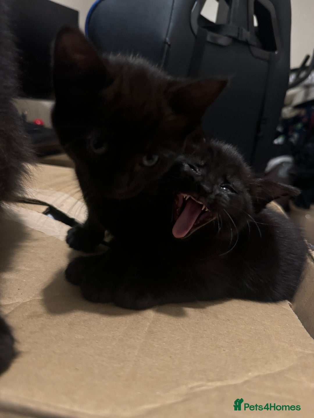 British Longhair cats for sale: 4 all black girls looking for forever home - Image 4
