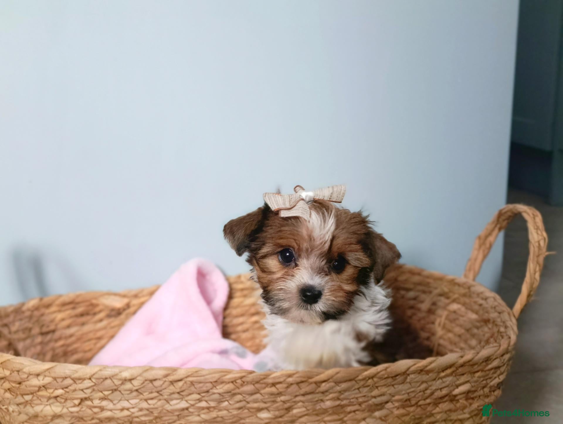 Biewer Terrier dogs Biewer Terrier Puppies×Home Raised×BeautifulColour - Advert 1
