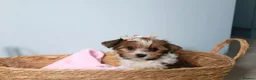 Biewer Terrier dogs for sale: Luxury Yorkshire terrier Puppies - Advert 14