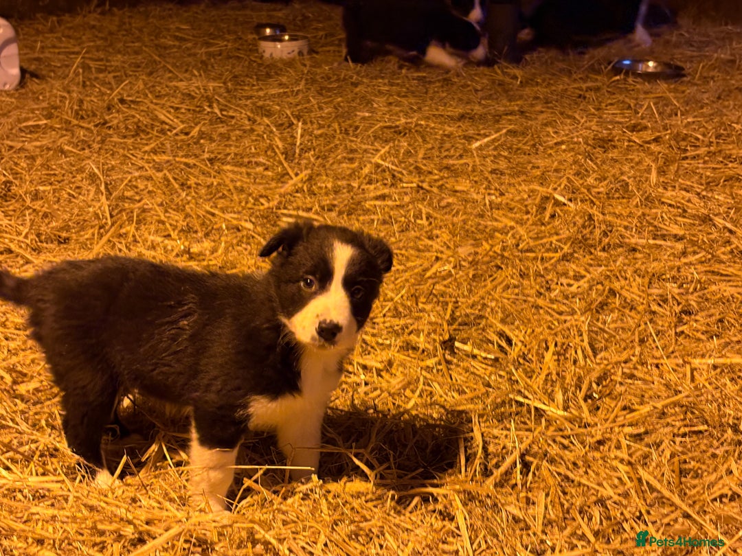 Border Collie dogs for sale: Collie pups  - Advert 9