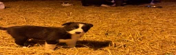 Border Collie dogs for sale: Collie pups  - Advert 9