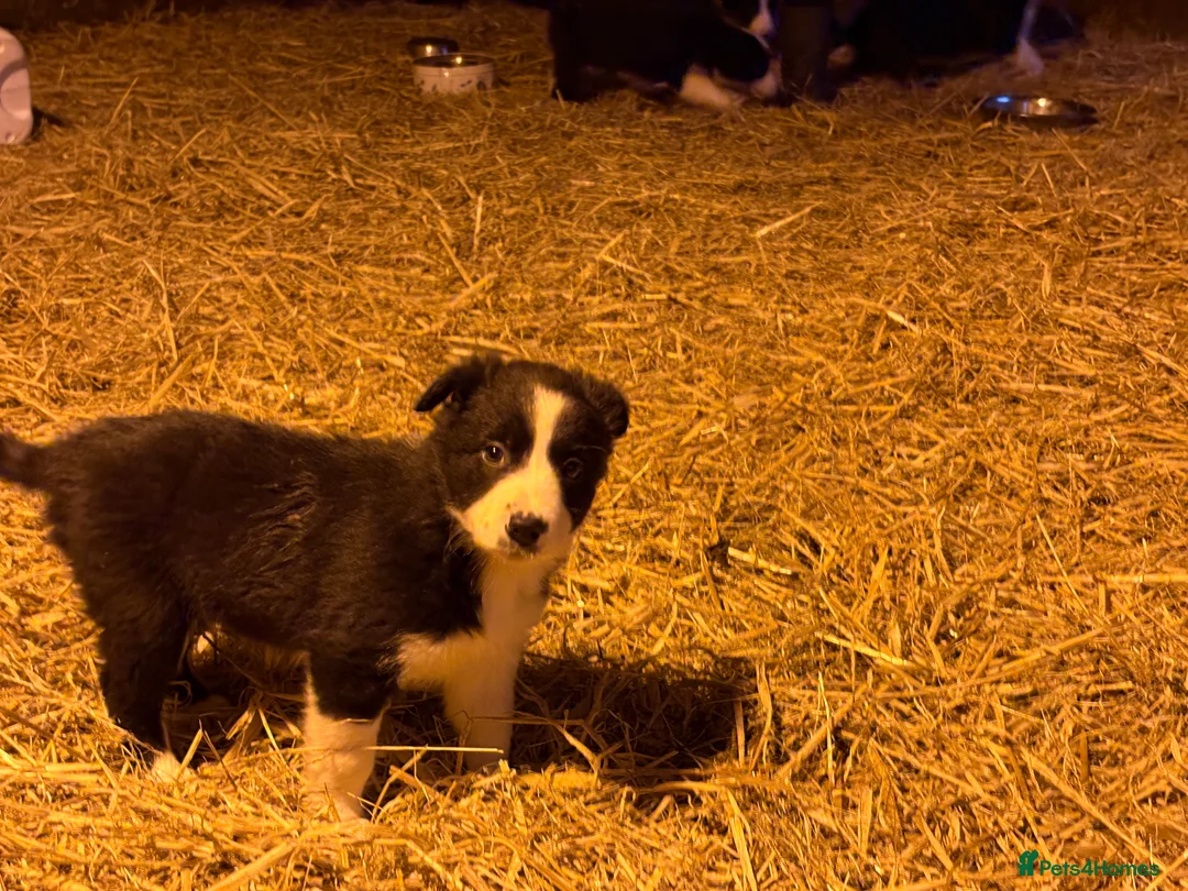 Border Collie dogs for sale: Collie pups  - Advert 9