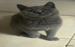 British Shorthair cats for sale: British Shorthair Kittens - Image 10